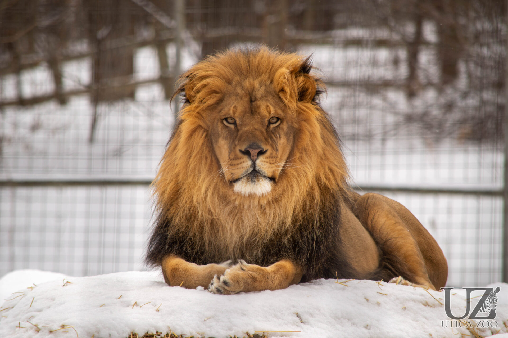 Lion1 Utica Zoo