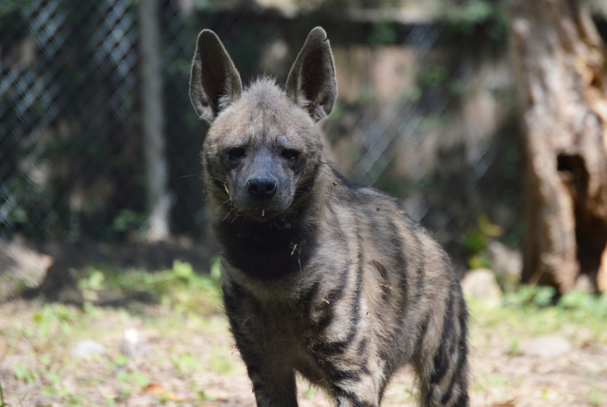 Striped Hyena – Utica Zoo