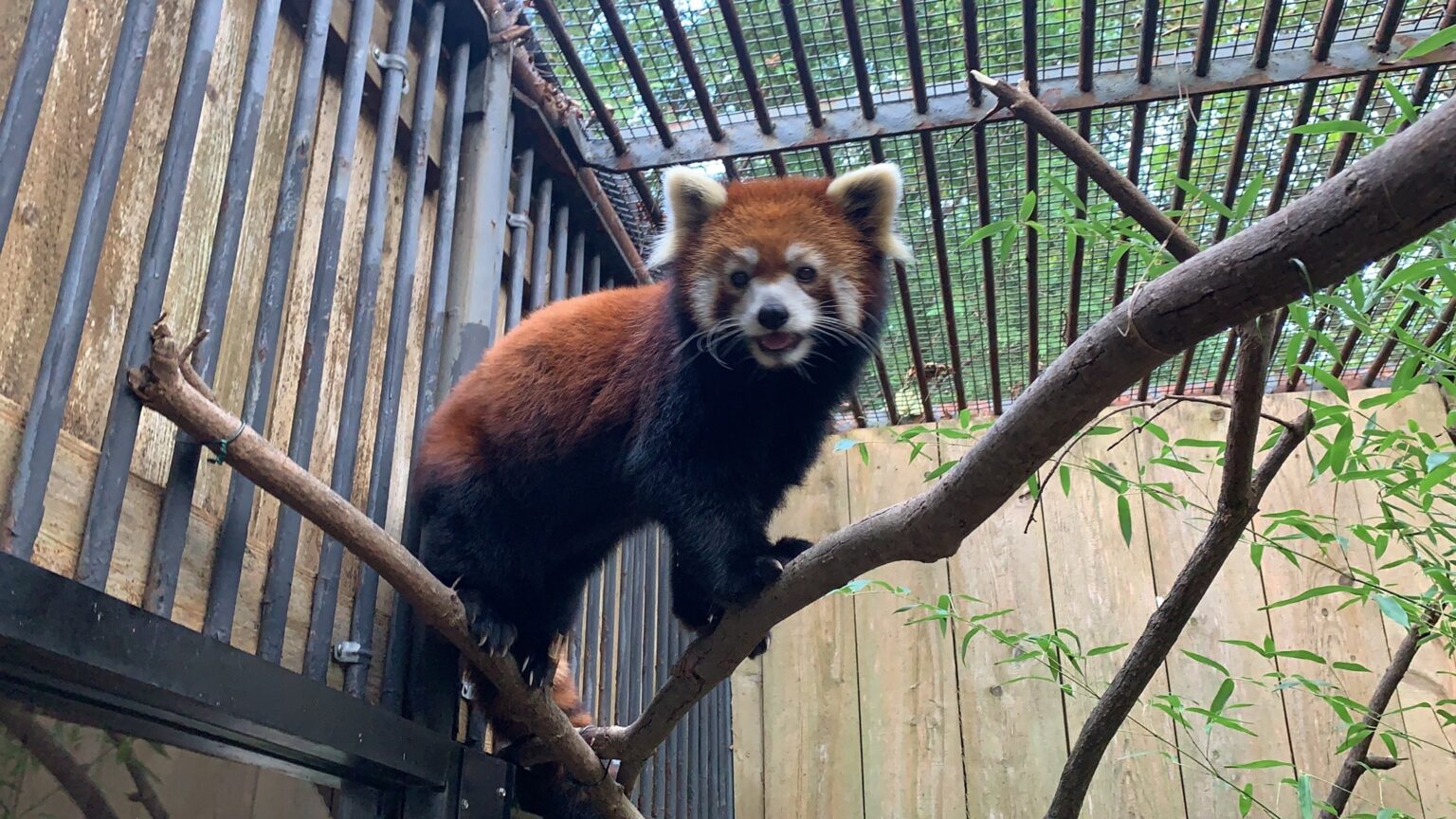 Utica Zoo Releases Cause of Death for Red Panda Passing Attributed to