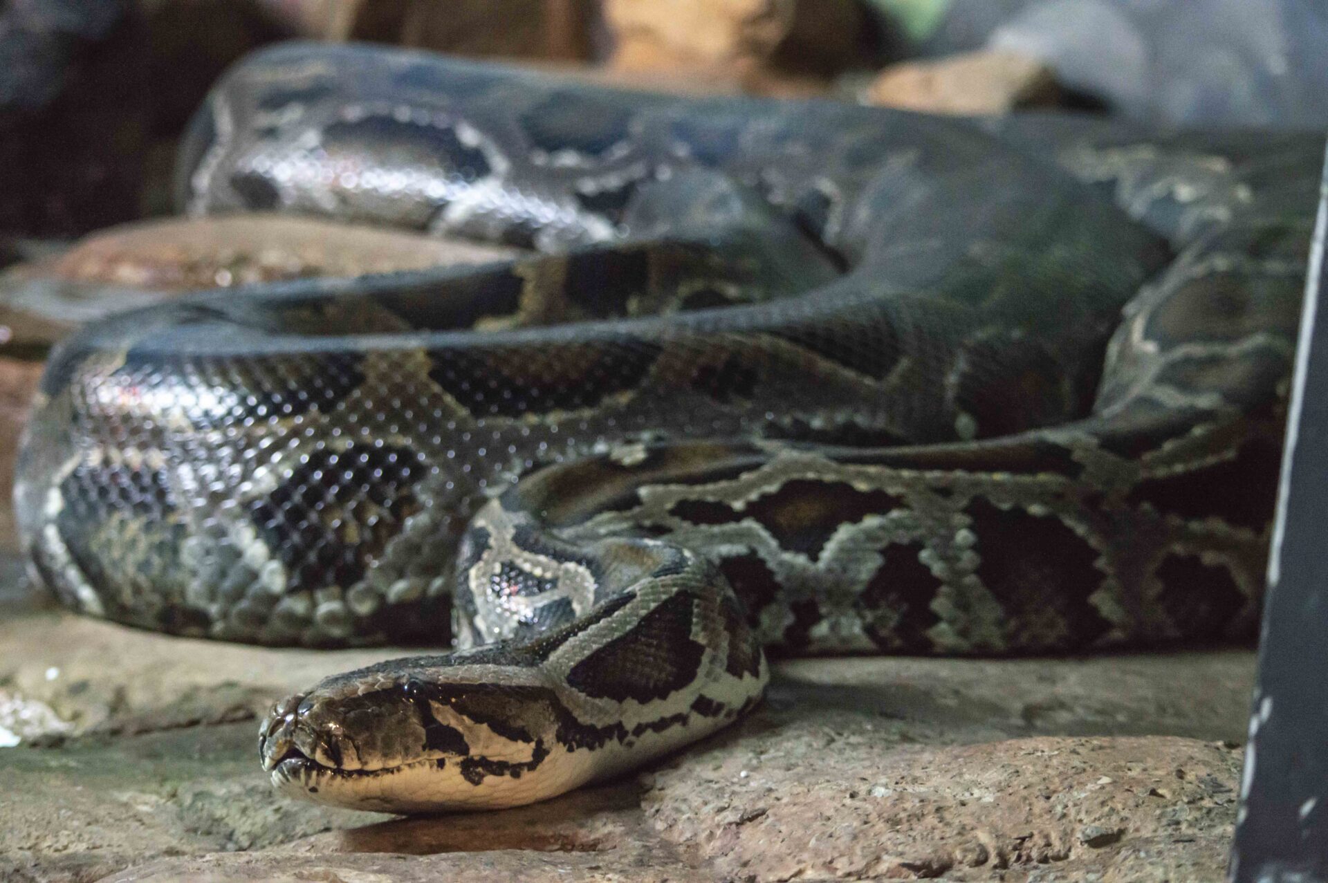 Burmese Python – Utica Zoo