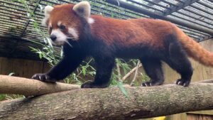 Muse, the Red Panda
