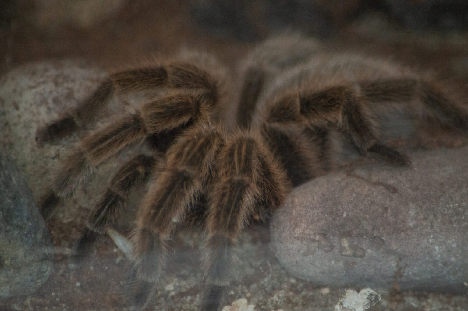 Chilean Rose Haired Tarantula Utica Zoo