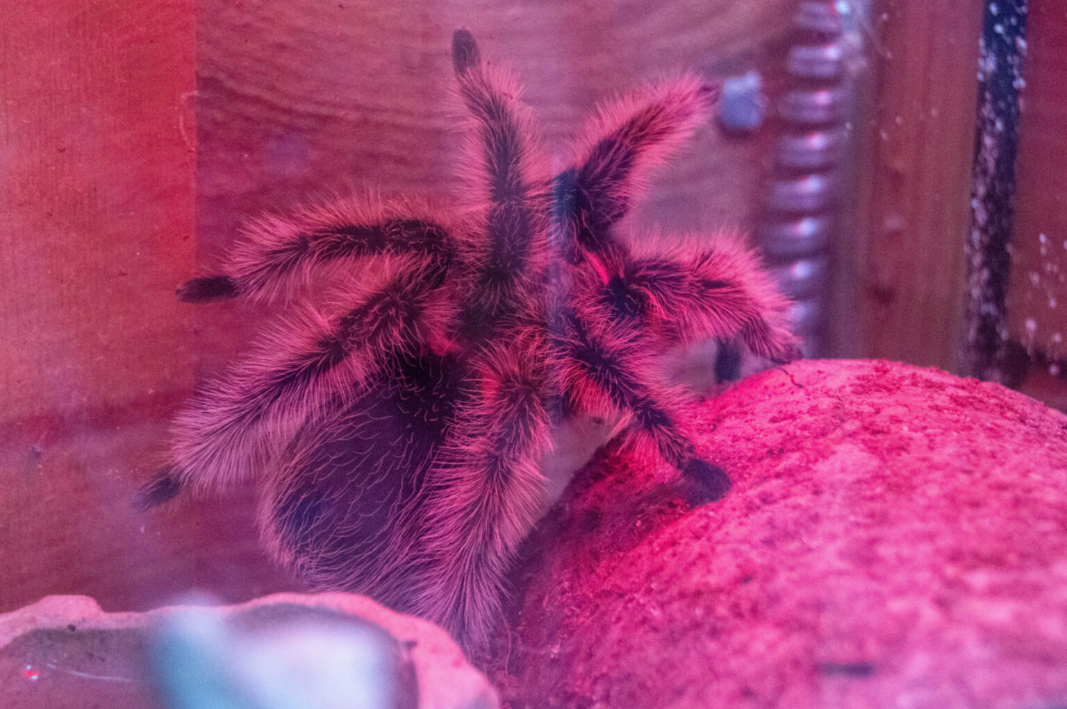Curly Haired Tarantula Utica Zoo