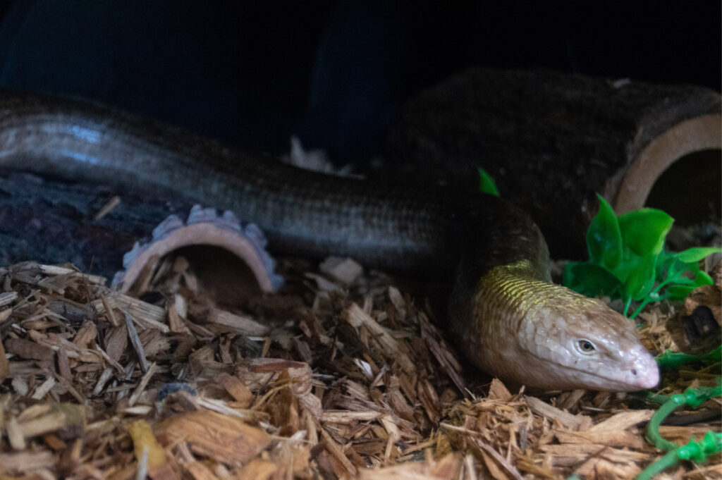 European Glass Lizard Utica Zoo