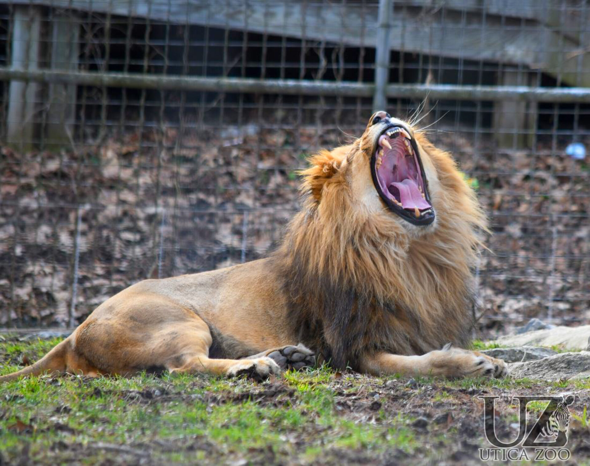 The Utica Zoo Celebrates the New Year with its FirstEver “ZOOdiac