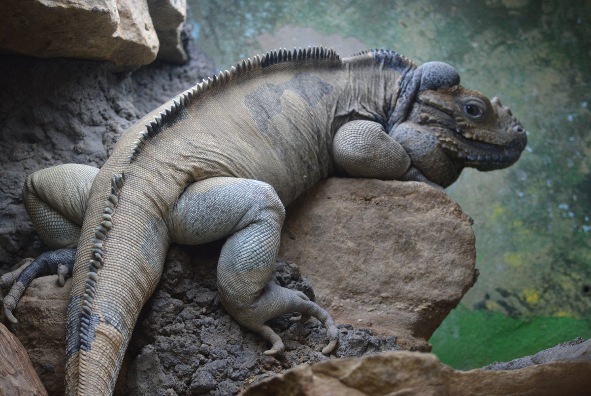 Rhinoceros Iguana Utica Zoo