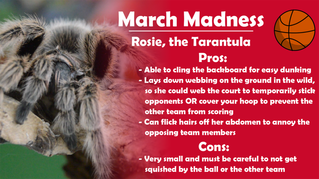 March Madness 2022 Utica Zoo