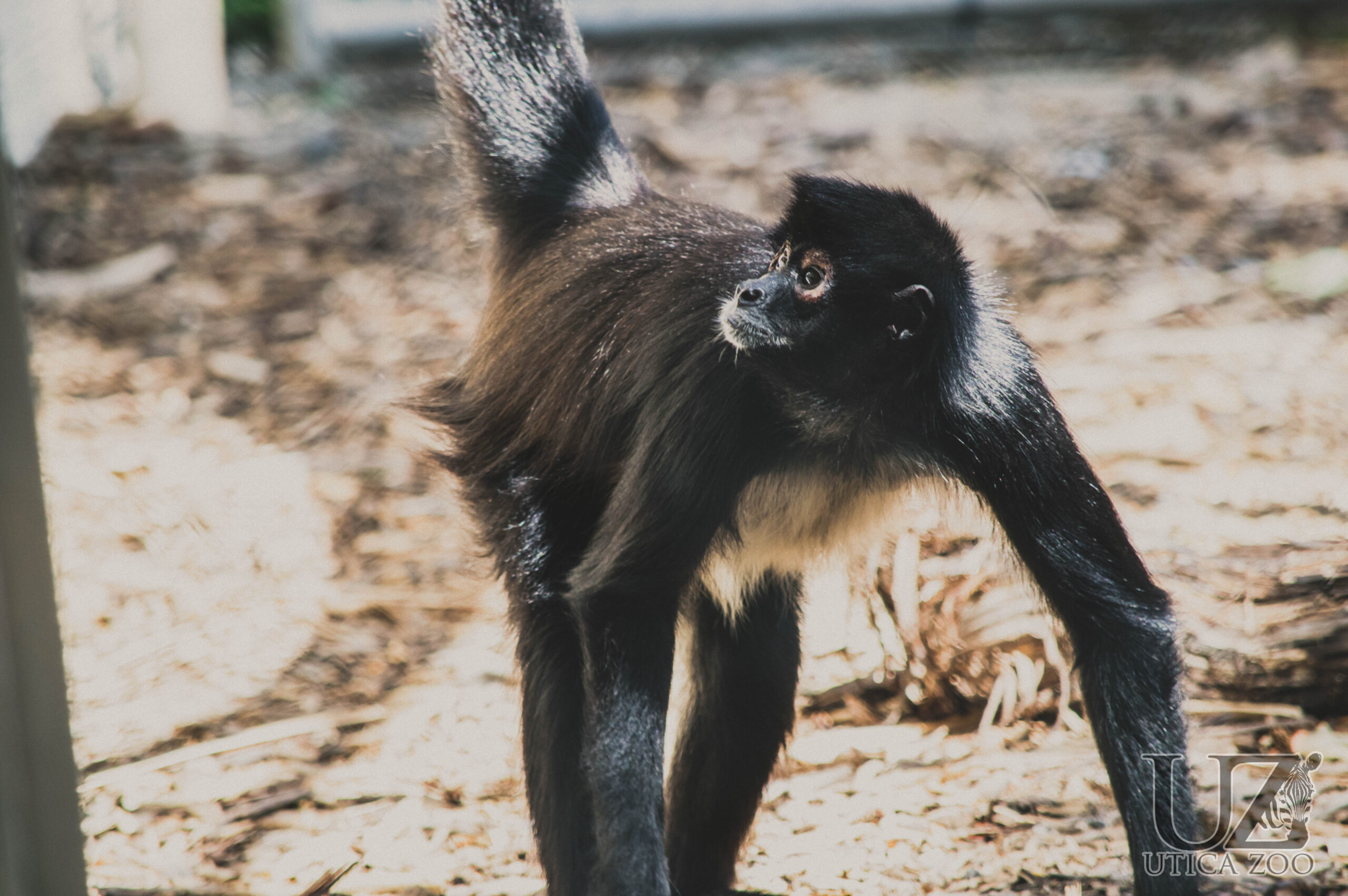 Mexican Spider Monkey – Utica Zoo