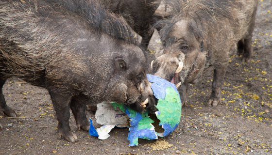 Warty Pig Enrichment Site