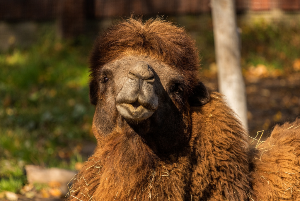 Bactrian Camel Utica Zoo