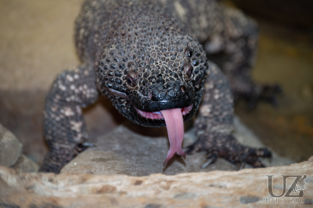 Mexican Beaded Lizard Utica Zoo