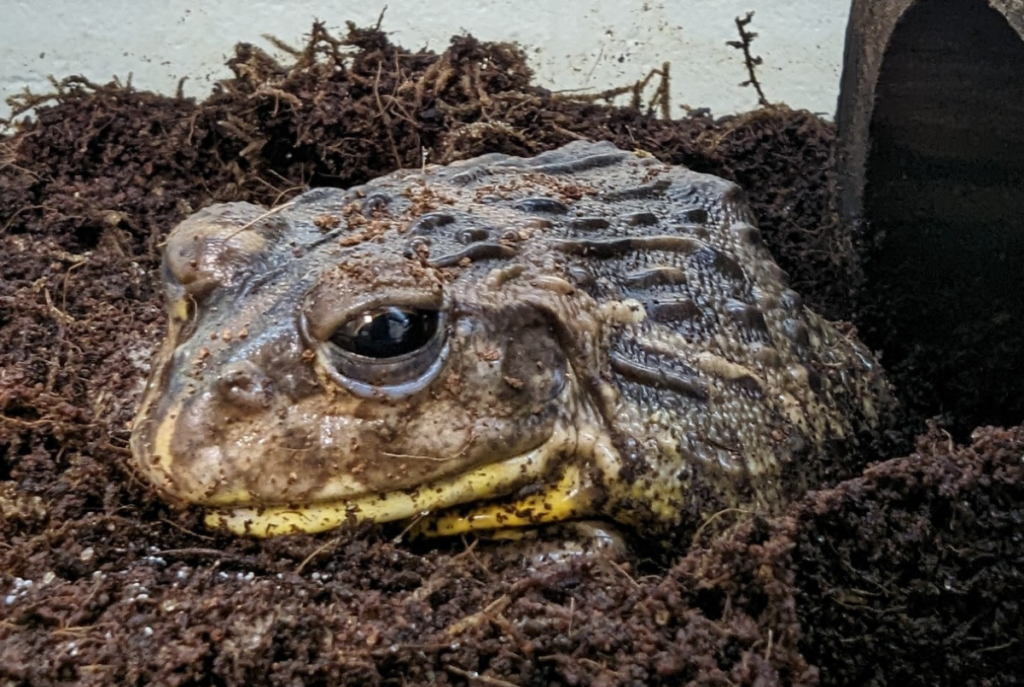 African Bullfrog – Utica Zoo