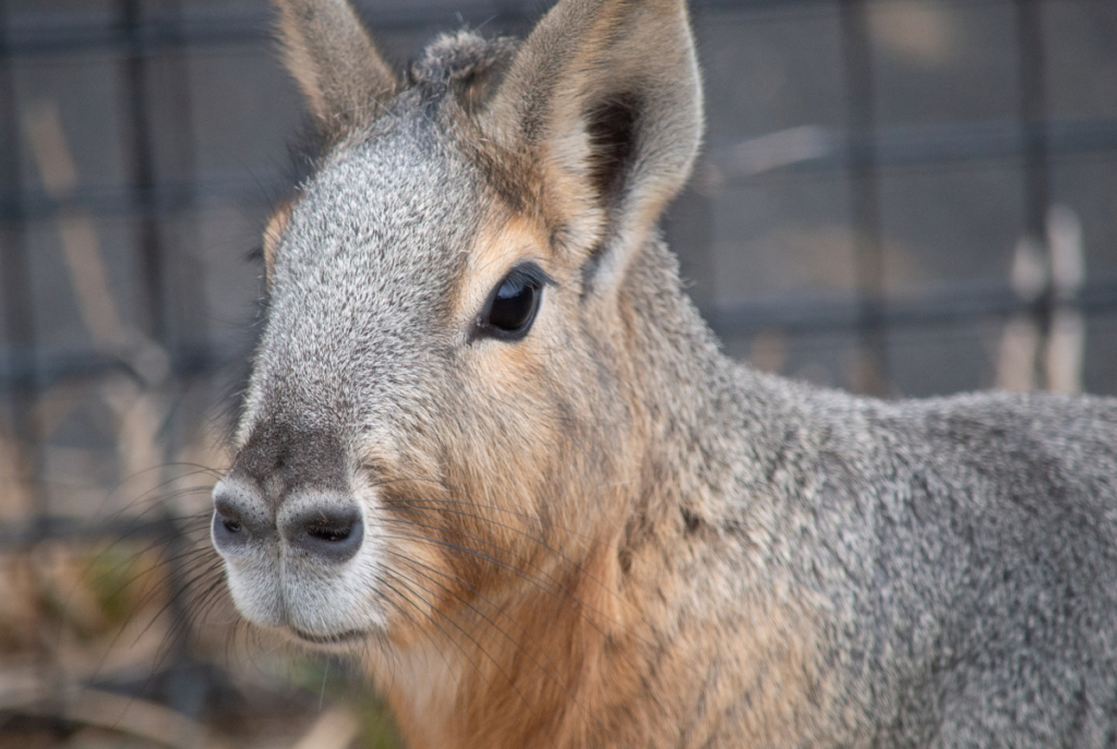 Patagonian Cavy Utica Zoo