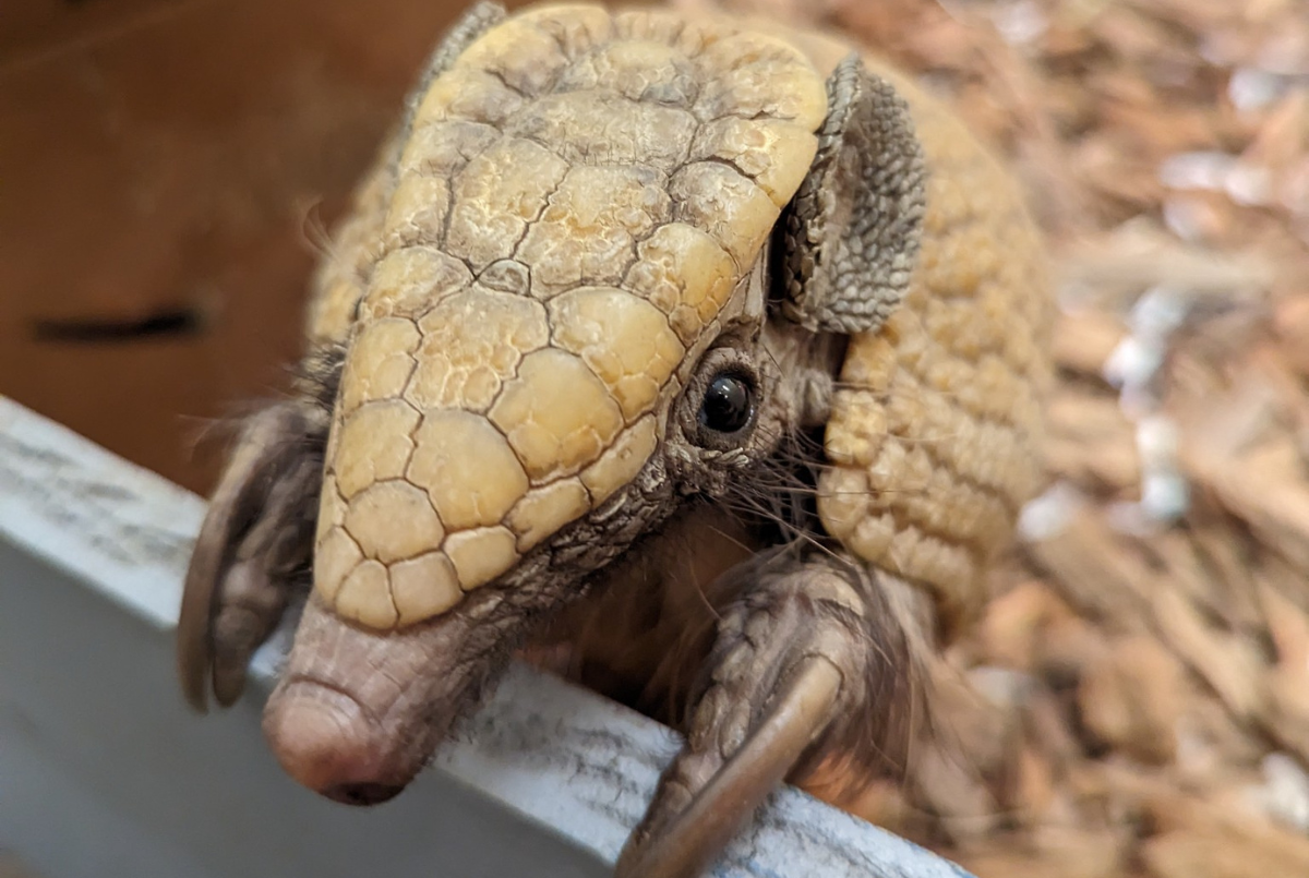 Three Banded Armadillo Utica Zoo