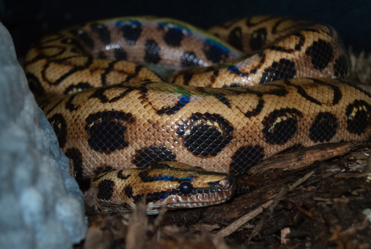 Brazilian rainbow boa  Smithsonian's National Zoo and Conservation Biology  Institute