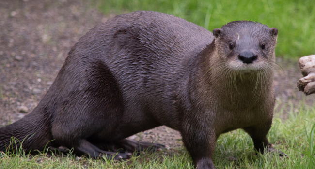 Otter Front Page