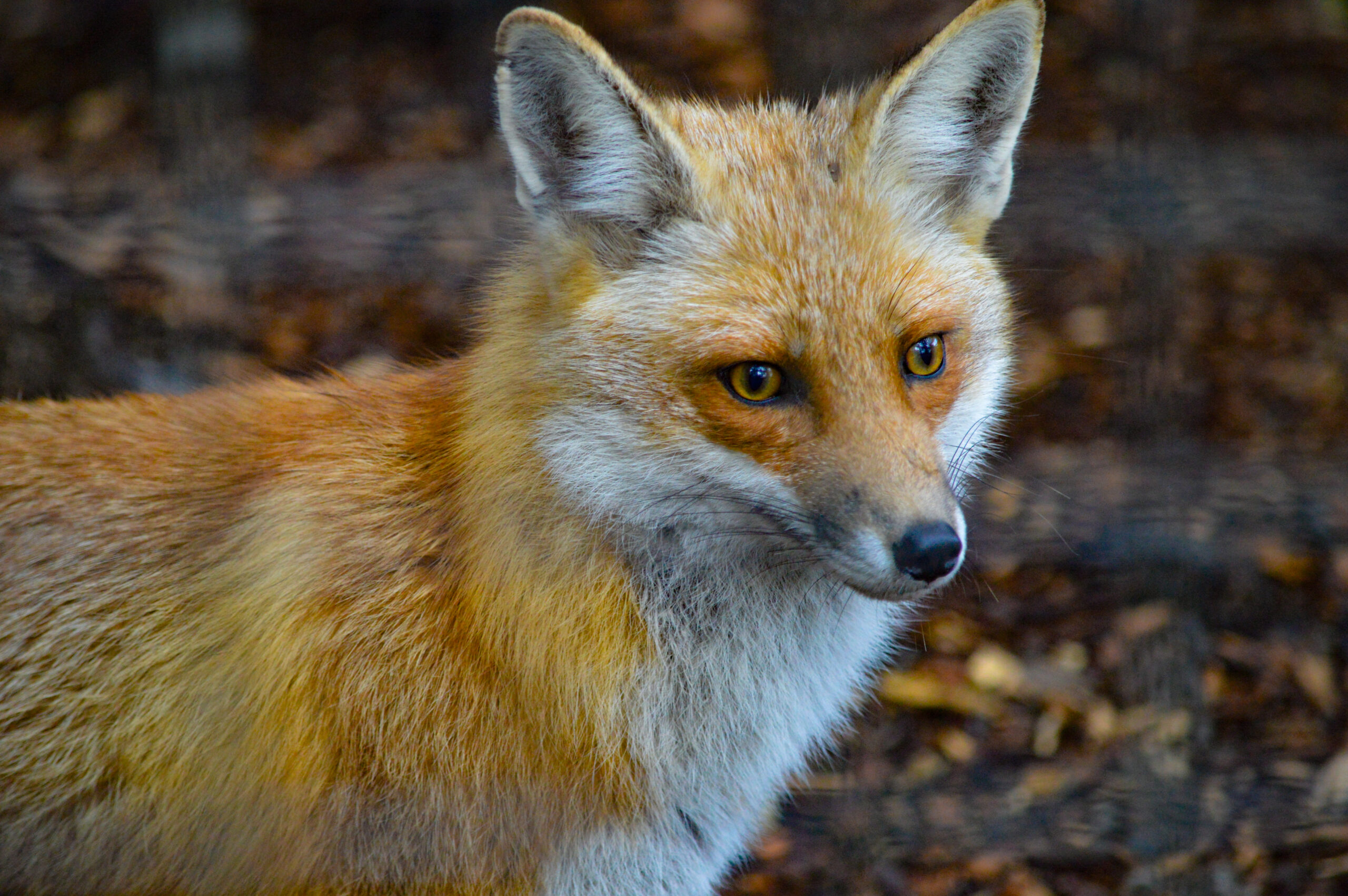 Red Fox – Utica Zoo