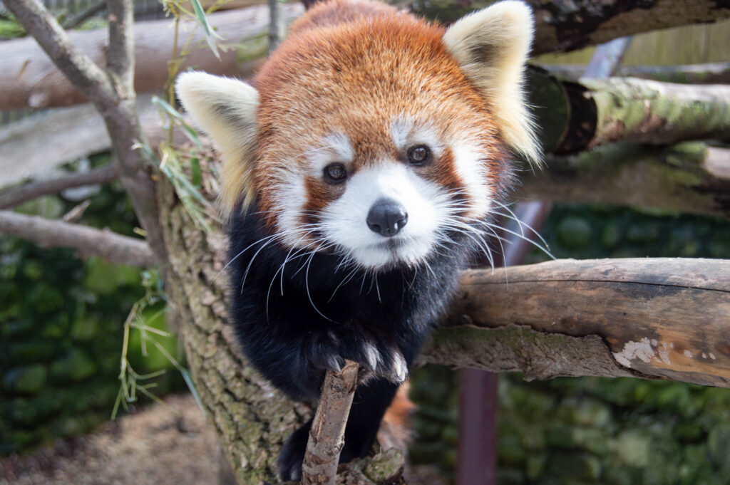 2023 Annual Appeal Utica Zoo