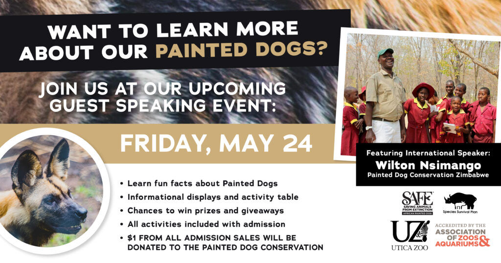 Painted Dog Day Utica Zoo