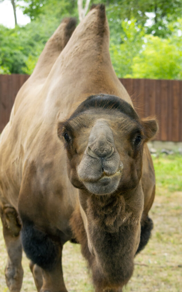 Utica Zoo Announces Passing of Zebu and Bactrian Camel – Utica Zoo